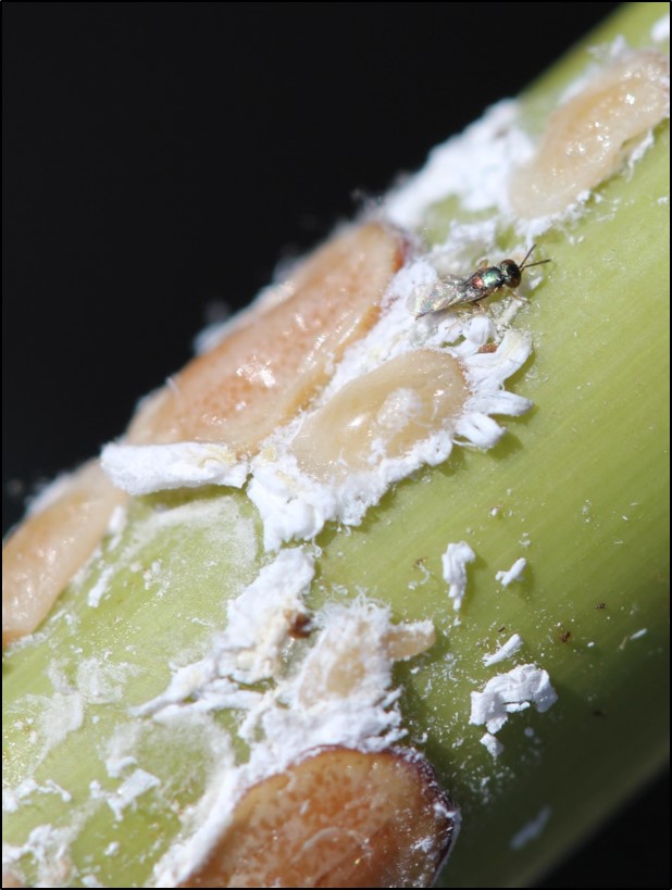 Fig 4B.jpg thumbnail